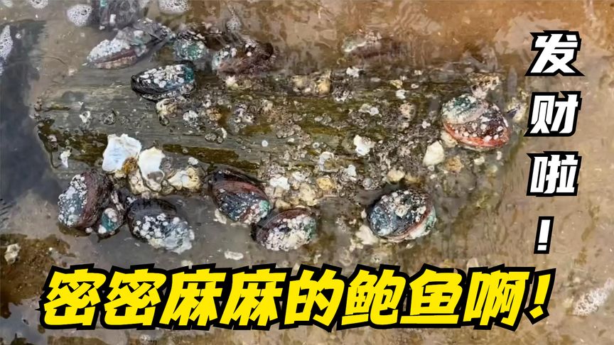 排水口海鮮大爆發(fā)啦！管道上吸著一大片鮑魚！還有好多深海大龍蝦