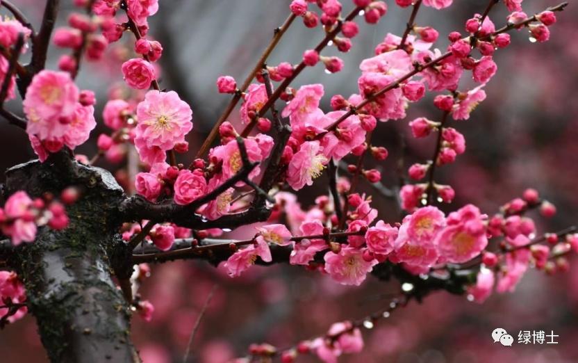 9首春花“飛花令” 邊賞花邊漲文采！-圖3